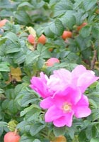Rosa Canina - Dog Rose Hedging Plants from Heathwood Nurseries